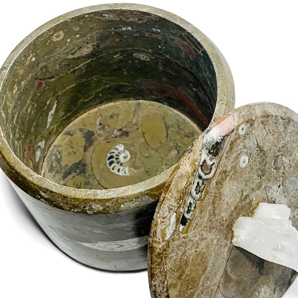 Fossil Orthoceras and Quartz