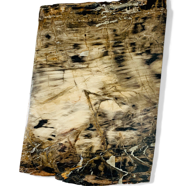 Petrified Wood Slab