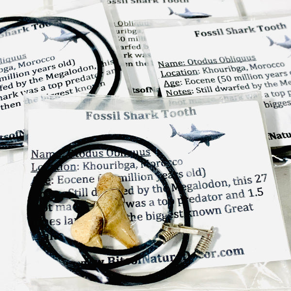 Fossil Shark Tooth Necklace