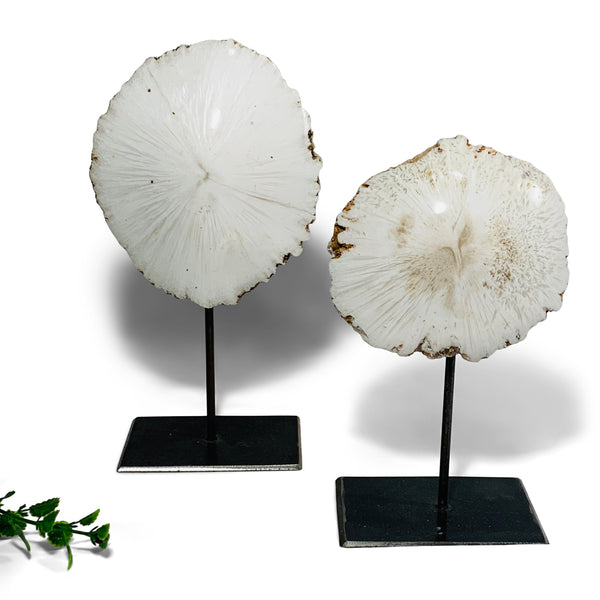 Mounted Scolecite