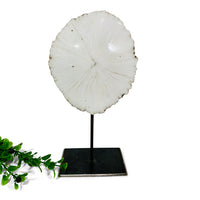 Mounted Scolecite