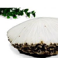 Mounted Scolecite