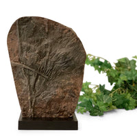 Mounted Crinoid Decor