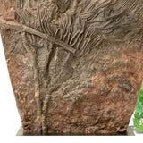 Crinoid CloseUp