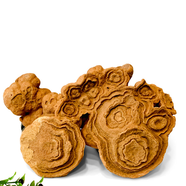 Large Stromatolite Concretion