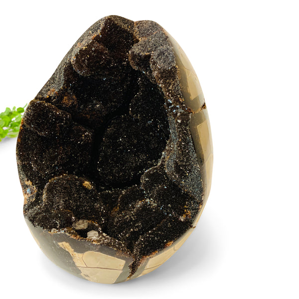 Dragon's Egg Septarian