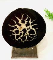 Peruvian Septarian Split
