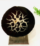 Peruvian Septarian Split