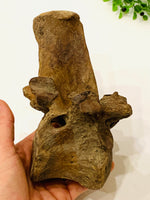 Ice Age Bison Fossil