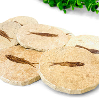 Fossil Fish Knightia Singles