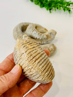 "Zig-Zag" Oysters