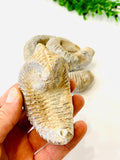 "Zig-Zag" Oysters