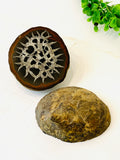 Septarian Nodule