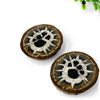 Septarian Nodule