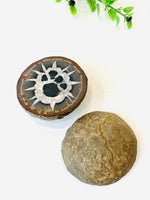 Septarian Nodule