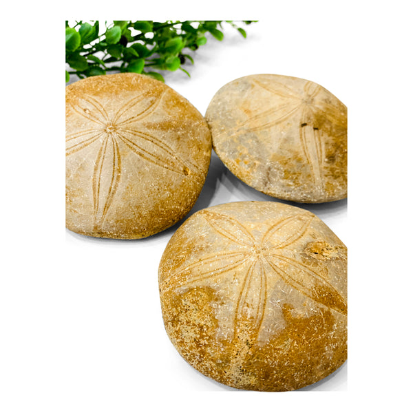 Jurassic Sand Dollar