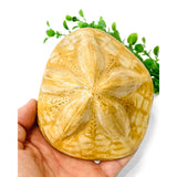 Sea Biscuit