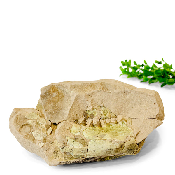 Oreodont Fossil Skull