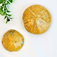 Jurassic Sand Dollar, Polished