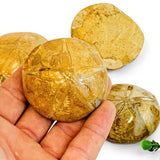 Jurassic Sand Dollar, Polished