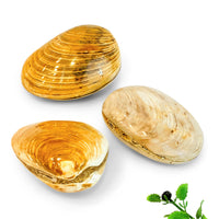 Fossil Bivalve Clams