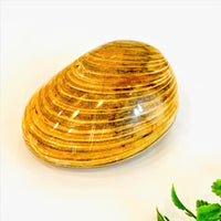 Fossil Bivalve Clams
