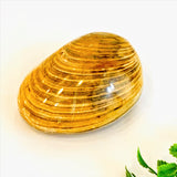Fossil Bivalve Clams