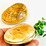 Fossil Bivalve Clams