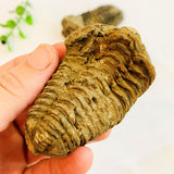 fossil flexicalymene trilobite