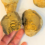 Flexicalymene Trilobite Nodules (Positive/Negative)