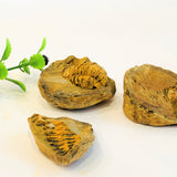 Flexicalymene Trilobite Nodules (Positive/Negative)