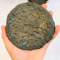 Epiphyseal Fossil Whale Growth Plate