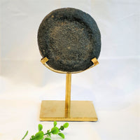 Epiphyseal Fossil Whale Growth Plate