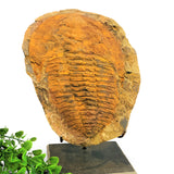 Cambropallas Trilobite