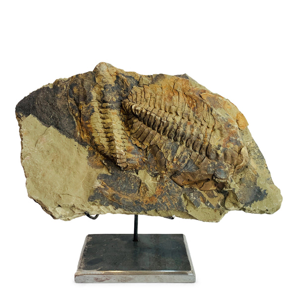 Cambropallas Trilobite