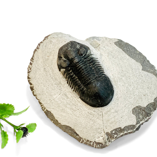 Trilobite, Paralejurus
