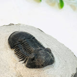 Trilobite, Paralejurus