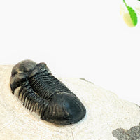 Trilobite, Paralejurus