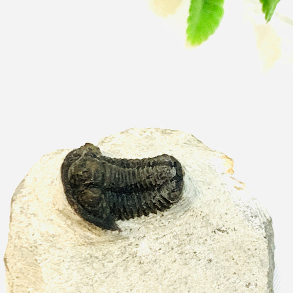 Proetus Trilobite