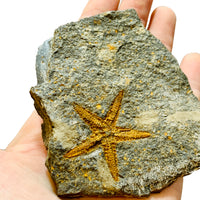 Starfish Single