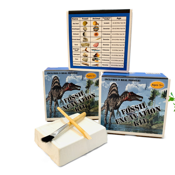 Fossil Excavation Kit