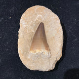 Mosasaur Tooth in Matrix