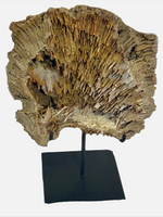 Mounted Agatized Coral