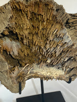 Mounted Agatized Coral
