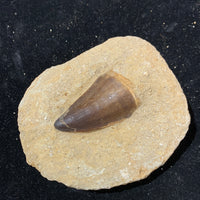 Mosasaur Tooth in Matrix