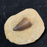 Mosasaur Tooth in Matrix