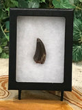 Carcharodontosaur (dinosaur) Tooth