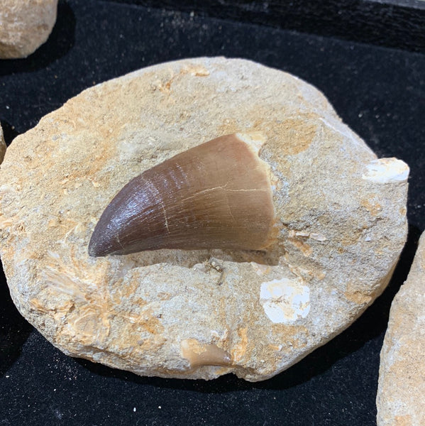 Mosasaur Tooth in Matrix