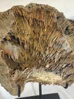Mounted Agatized Coral