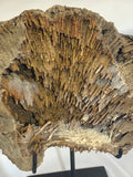 Mounted Agatized Coral
